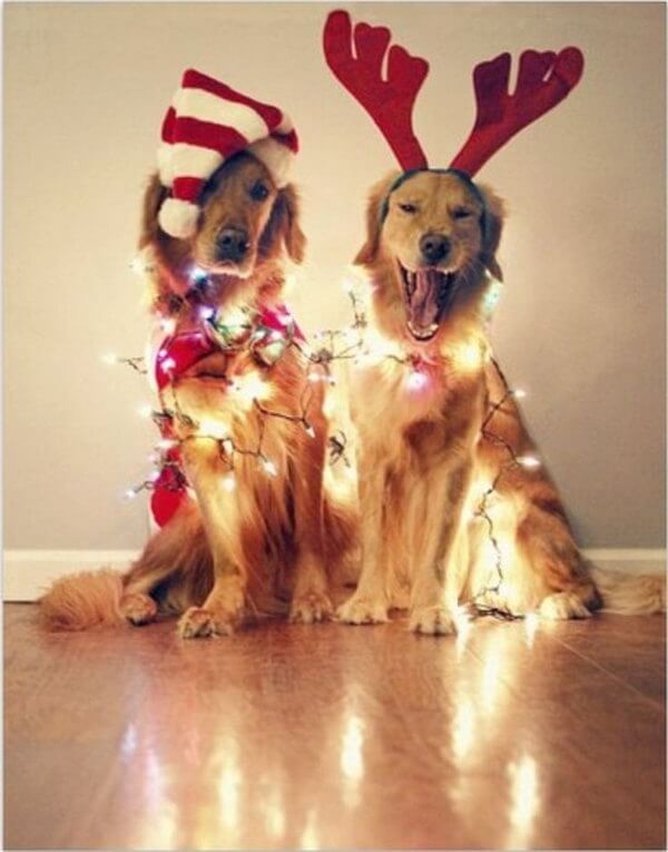 Christmas holiday lights on dogs